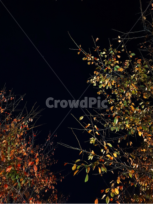 leaf,잎,plant,식물,tree,나무,밤,night,식물,자연,plants,nature,나무,trees,wood