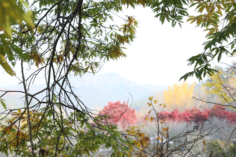 숲,가을,단풍,풍경,식물,나무,가을,계절,fall,autumn,season,tree,plant,leaf,잎