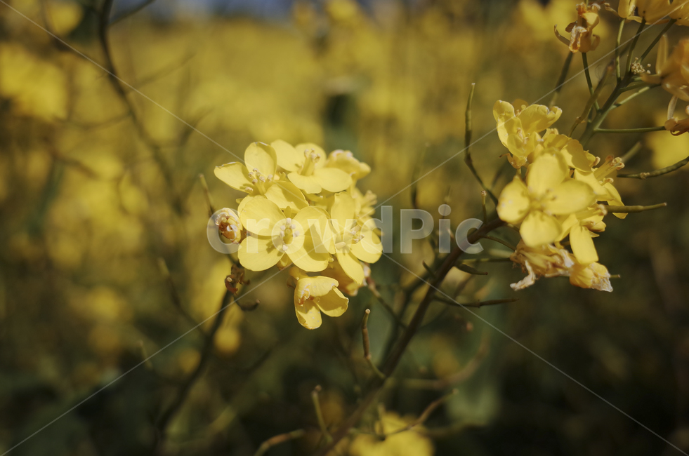 유채꽃,유채,plant,식물,flower,꽃,yellow,green,봄꽃,노란꽃,노란,초록,노랑