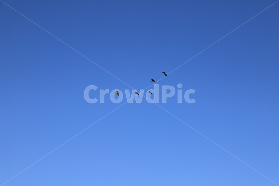 동물,새,bird,animal,flying