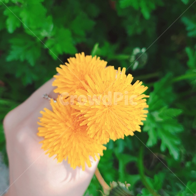 민들레,봄,자연,꽃,꽃송이,풀꽃,길,flower,dandelion,yellow,blooming