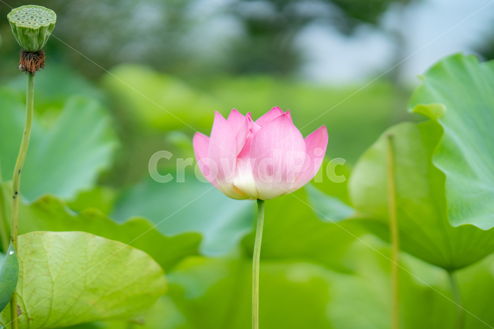 연꽃,여름,초록색,분홍색,연잎,자연