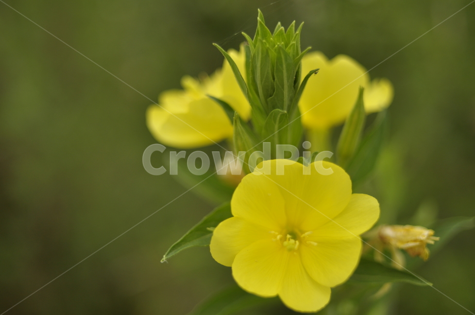 꽃,야생화,봄,감성,노랑,식물,자연,plants,nature,꽃,flower