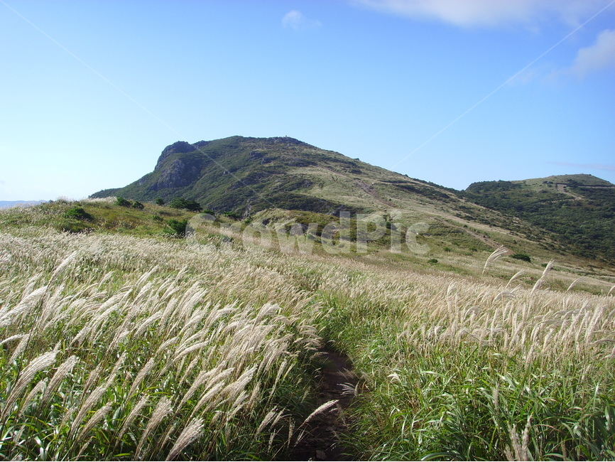 산,가을,가을산,구름,청명한하늘,파란하늘,영남알프스,산사진,신불산,간월산,영축산,가지산,갈대,갈대축제,자연,풍경,nature,landscape,한국자연풍경,한국자연경관,korea nature landscape,plant,식물,grass,잔디,outdoors,옥외