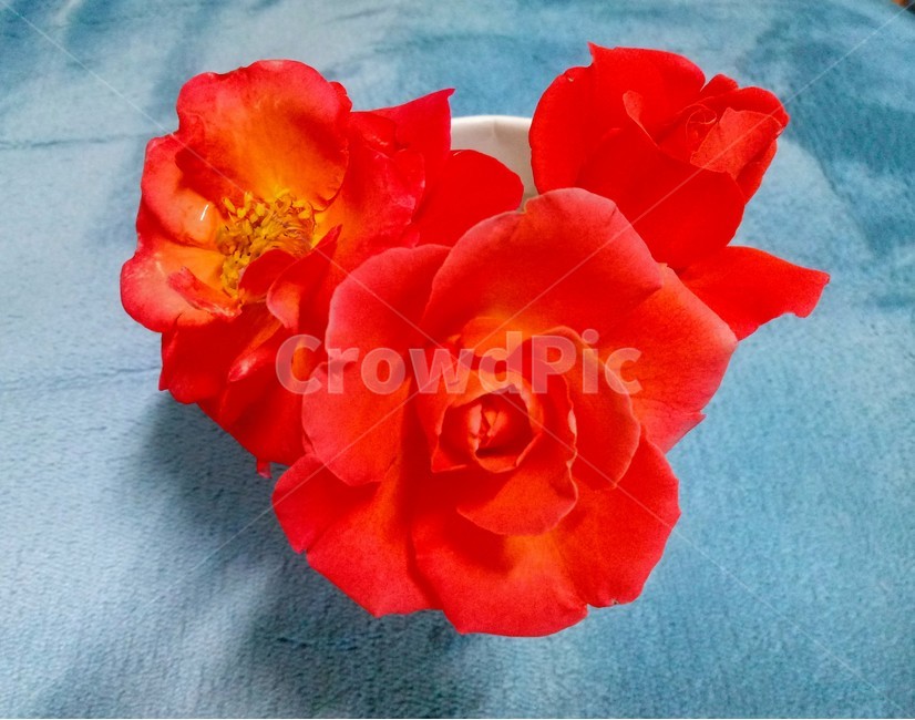 장미,장미꽃,플라워,식물,flower,로즈
