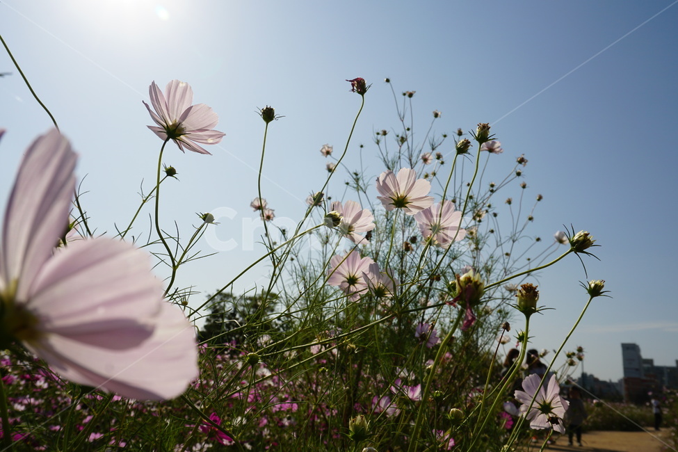 식물,plant,blossom,꽃,코스모스,가을,flower,나들이,식물,자연,plants,nature,꽃,flower