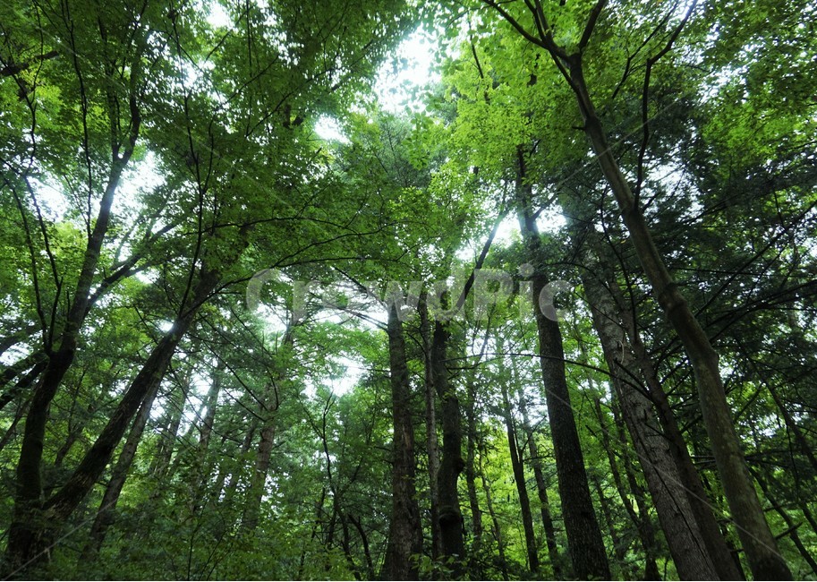 숲,울창한,나무,초록,환경,forest,trees,green,nature,자연,풍경,nature,landscape,plant,식물,vegetation,초목