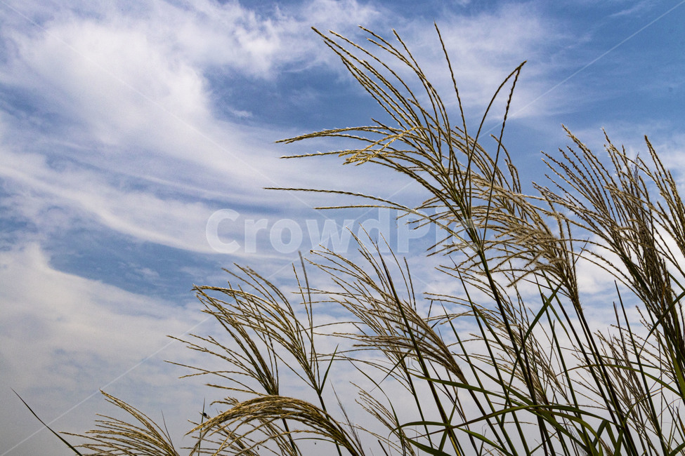 억새,억새풀,silvergrass,가을억새,구름,grass,식물,reed,가을,계절,fall,autumn,season,잔디,plant,lawn,갈대