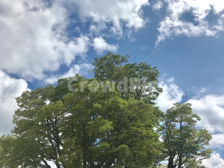 nature,자연,weather,날씨,구름,cloud,sky,하늘,나무,tree