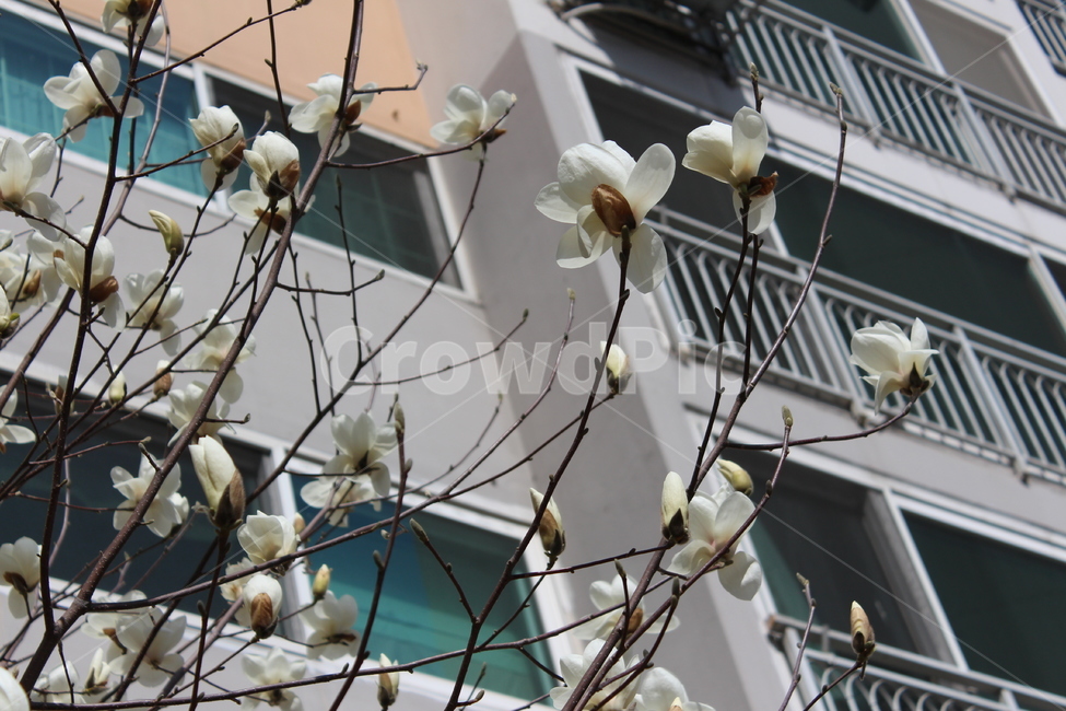 꽃,봄,spring,계절,꽃나무,flower,plant,식물,목련,꽃봉우리,봉우리