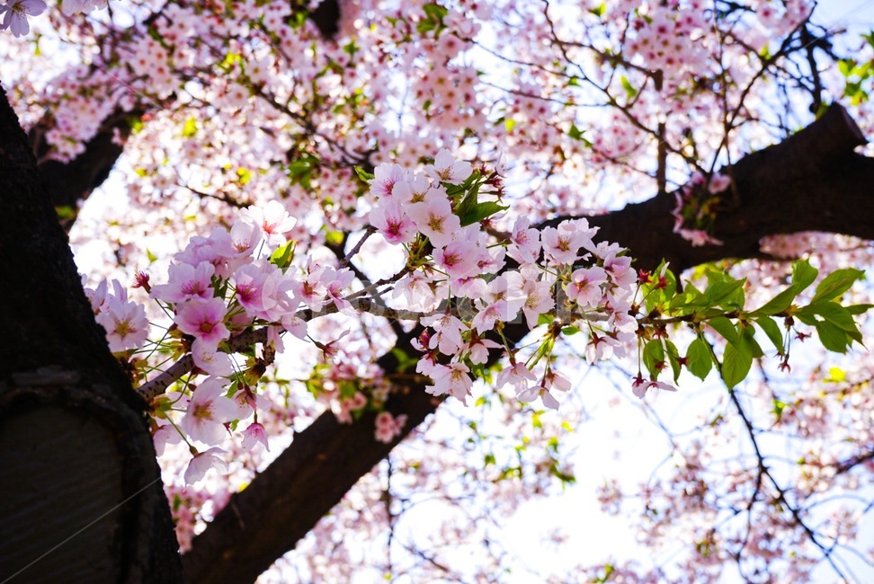 꽃,벚꽃,봄,나무,핑크,분홍,벚꽃나무,자연,숲