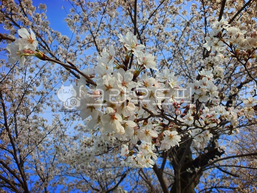 spring sky and flowers,cherry,Cherry Blossom,flowers and sky,spring sky,flower viewing,flower