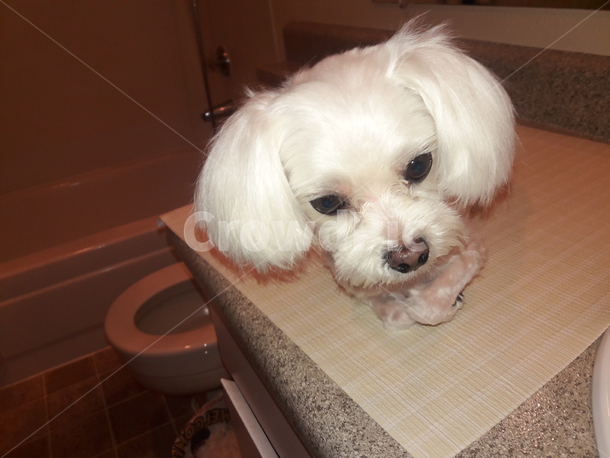 dog,pet,animal,동물,개,cute