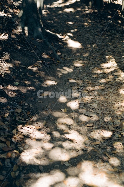산책,나리분지,울릉도,walk,ulleungdo,fallenleaves,sunlight,햇빛,leaf,나뭇잎,필름사진,filmphoto