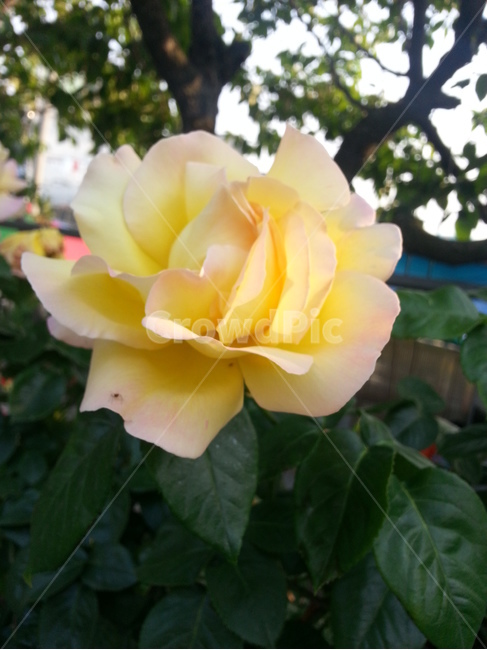 flower,plant,식물,blossom,꽃,rose,장미,식물,자연,plants,nature,꽃,flower
