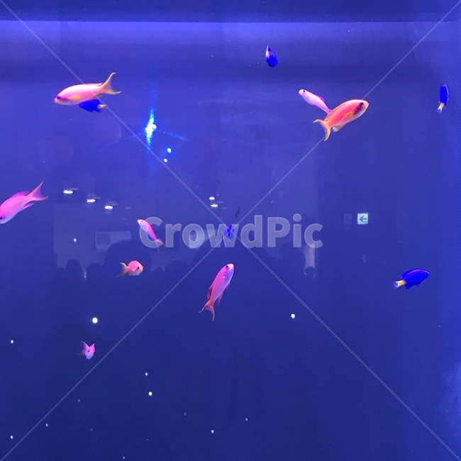 fish,animal,동물,물고기,수족관,아쿠아,아쿠아리움,aqua,동물,animal,어류,물고기,fish