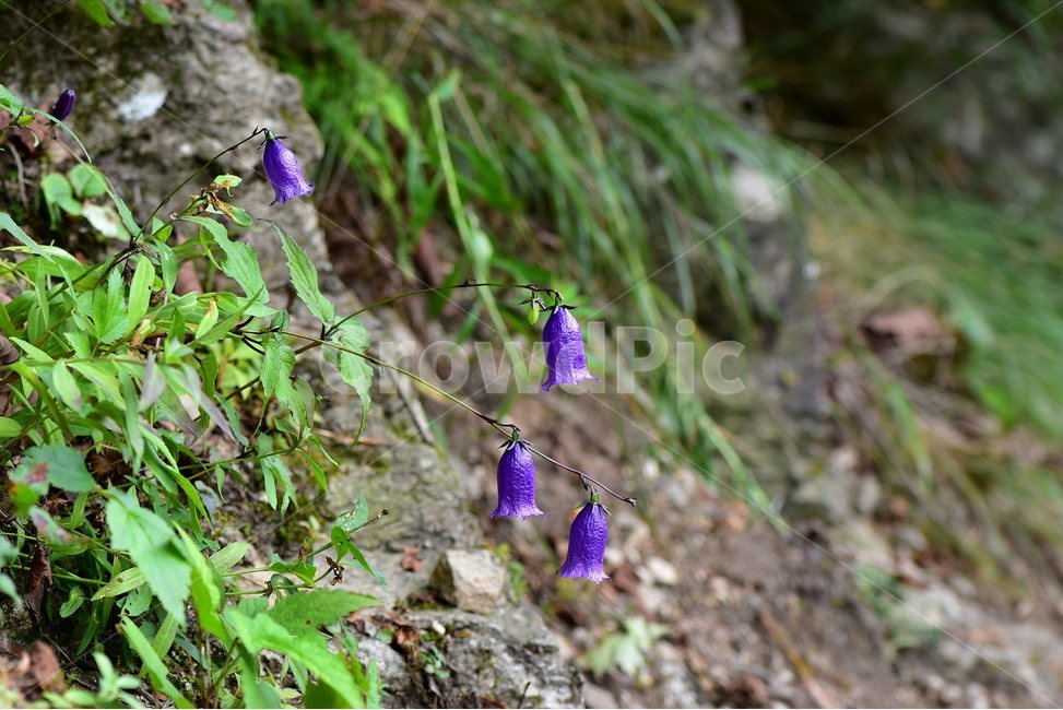 금강초롱꽃,야생화,식물,자연,꽃,생태,힐링,플라워,wildflower,flower,plants,nature,season,감성,느낌,emotion,feeling,여름,여러해살이풀,초롱꽃과,금강초록꽃속,자주색,식물,자연,plants,nature,꽃,flower