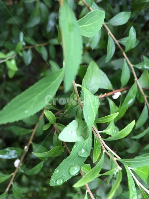 초록색,숲,green,자연,natural,나뭇잎,물방울