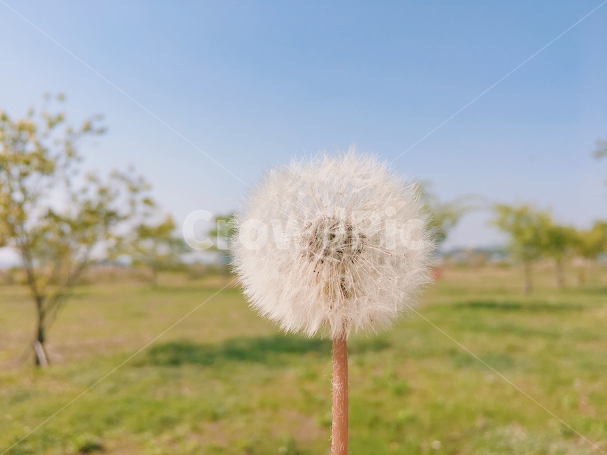 민들레,홀씨,초록,잔디,봄,하늘