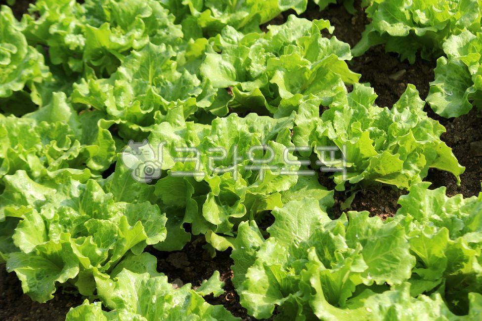 plant, 식물, lettuce, 상추, vegetable, 사진,이미지,일러스트,캘리그라피 - benjamin작가