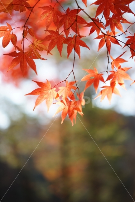 가을,단풍,풍경,소니,A7,가을,계절,fall,autumn,season,식물,자연,plants,nature,leaf,잎,plant,tree,나무