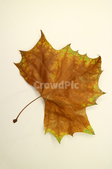 낙엽,가을,나뭇잎,잎,잎사귀,오브젝트,누끼,계절,식물,자연,낙엽잎,fallenleaves,deadleaves,가을낙엽,가을,계절,fall,autumn,season,leaf,plant,tree,나무