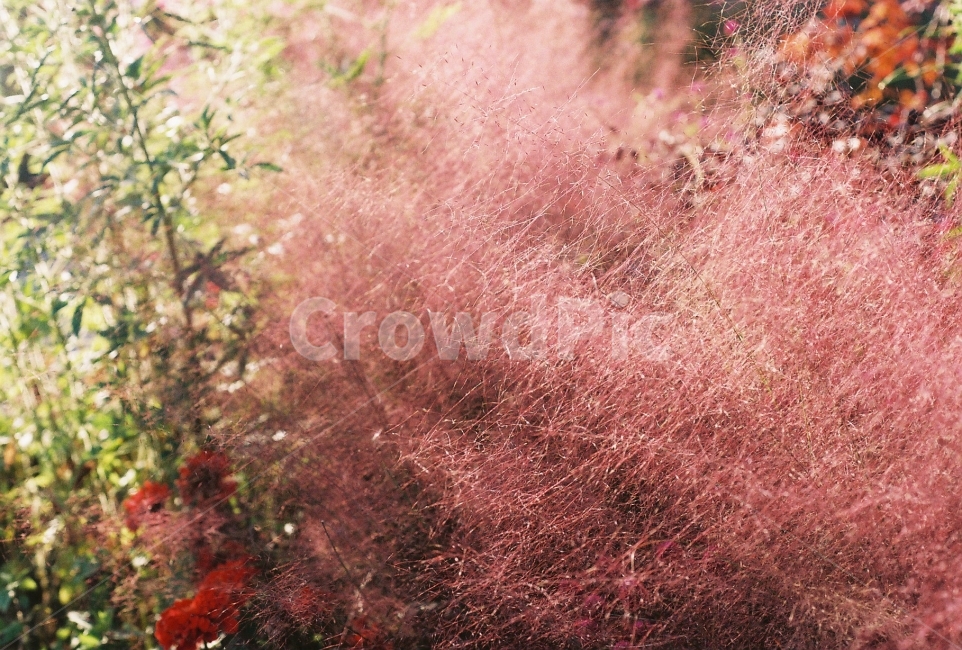 핑크뮬리,식물,감성사진,빛,필름사진,NikonEM,가을,계절,fall,autumn,season,식물,자연,plants,nature,감성,sensible,feeling