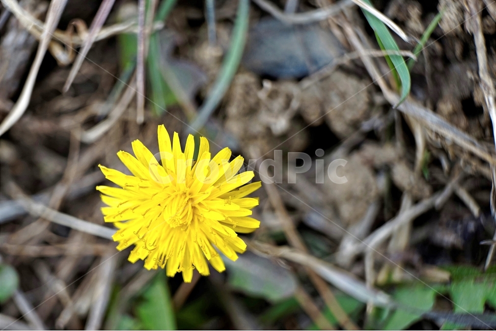 봄,민들레,계절,노랑,식물,꽃,꽃잎,dandelion,yellow,flower,season,spring,bloom,springtime,lovely,식물,자연,plants,nature,꽃,flower