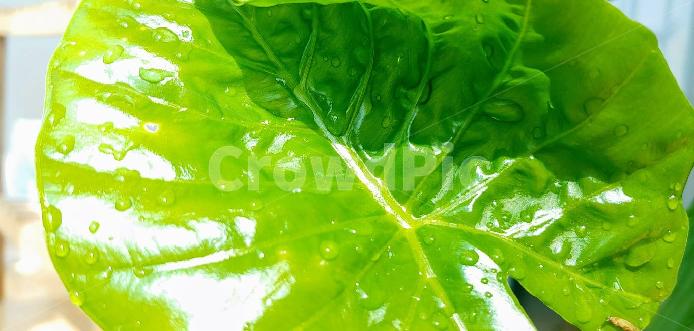 leaf,잎,plant,식물,녹색잎