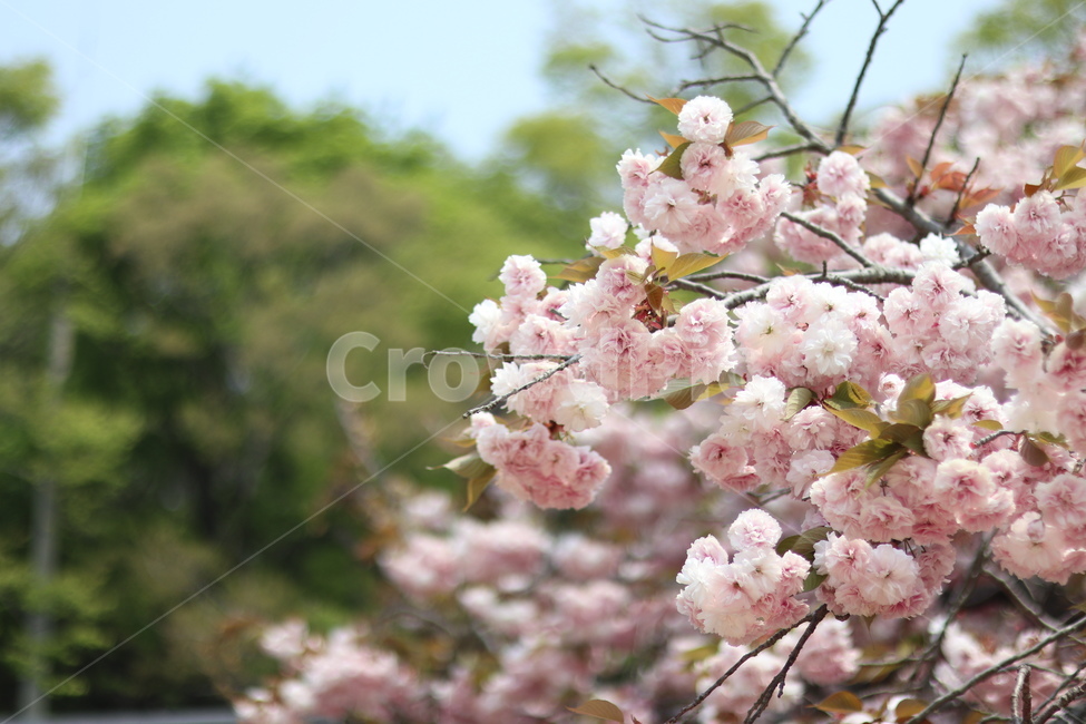 겹벚꽃,왕벚꽃,핑크,봄,풍경,봄,계절,spring,season,식물,자연,plants,nature,꽃,flower,plant,blossom