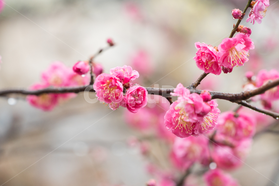 초봄,매화,꽃,봄,봄꽃,아름다움,감성,봄,계절,spring,season,식물,자연,plants,nature,꽃,flower,plant,blossom