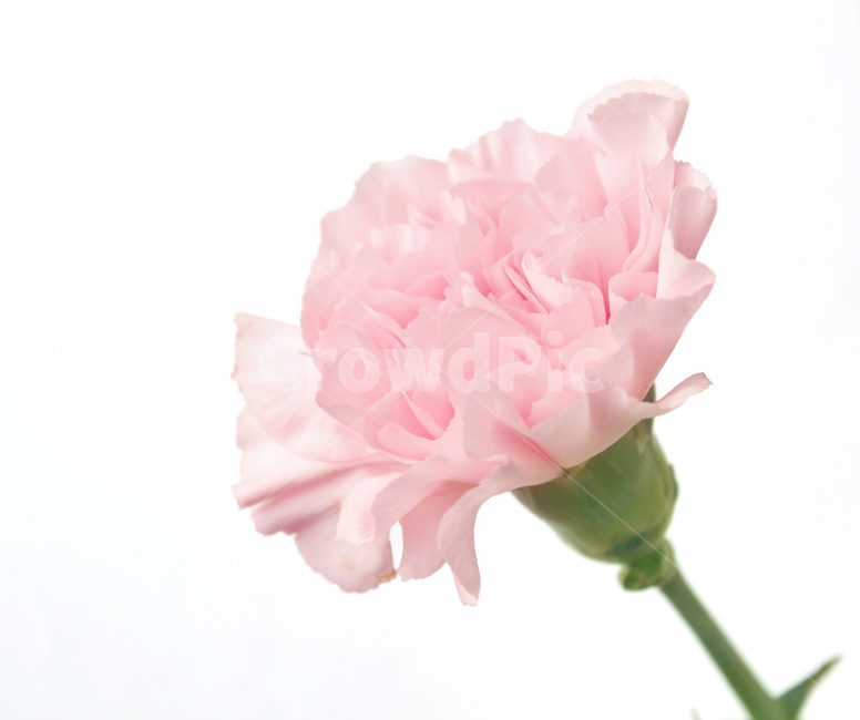 카네이션,꽃,감사,고마움,어버이날,스승의날,기념일,핑크,분홍색,분홍,pink,thanks,closeup,flower,카네이션꽃,생화,식물,신선한,식물,자연,plants,nature,꽃,flower,가족,패밀리,family,기념일,축하,anniversary,congratulation,celebrate,celebration,누끼,remove background