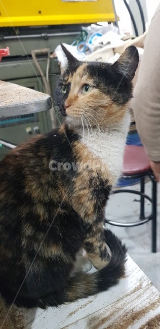 고양이,cat,야옹이,나비,냥이,동물,animal,포유류,mammal,고양이,cat,kitten,kitty