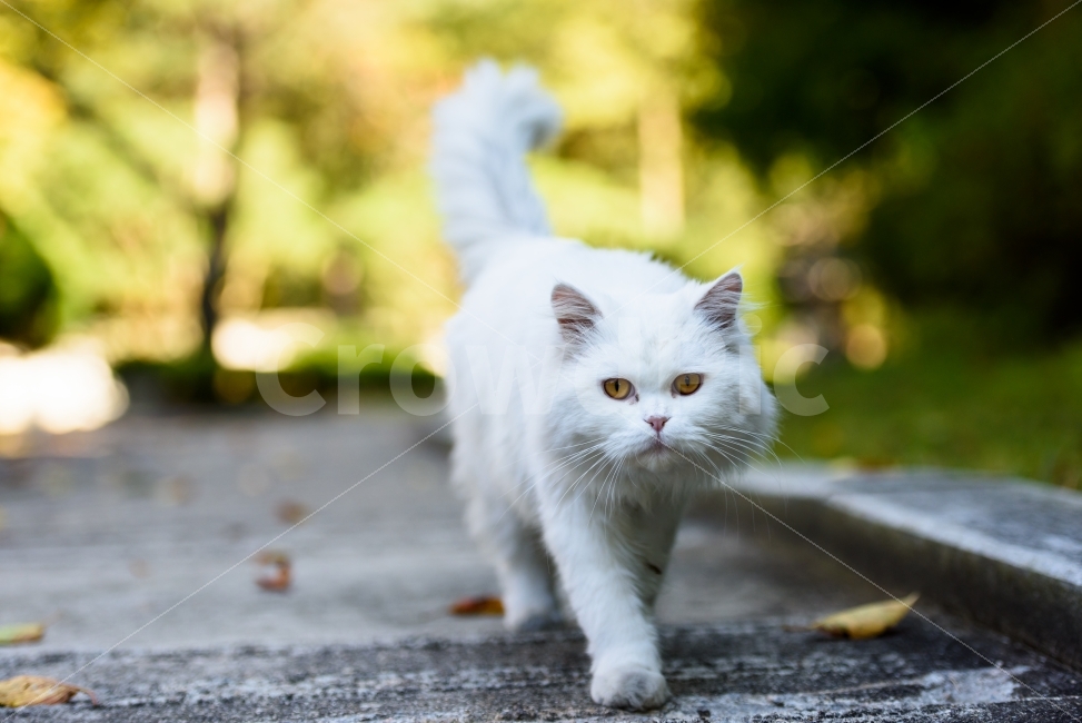 고양이,고양이사진,동물,야옹이,감성,동물,animal,포유류,mammal,고양이,cat,kitten,kitty