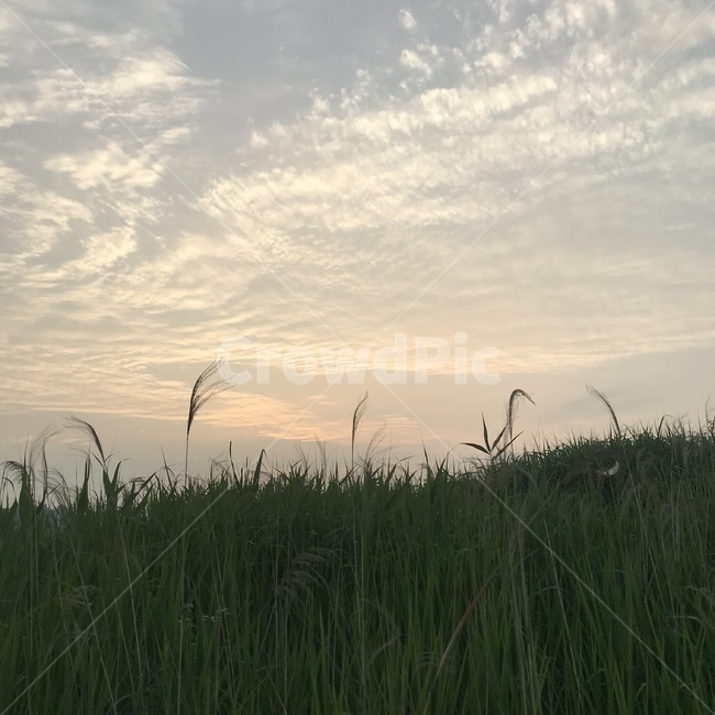 산책길,산책로,노을,하늘,갈대밭