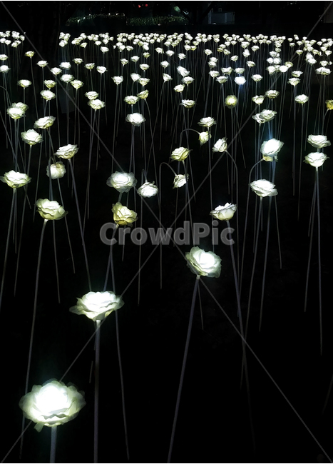 led장미,조명,밤거리,밤,꽃,야경,밤,풍경,nightscape,night,landscape,chandelier,샹들리에,lamp,램프
