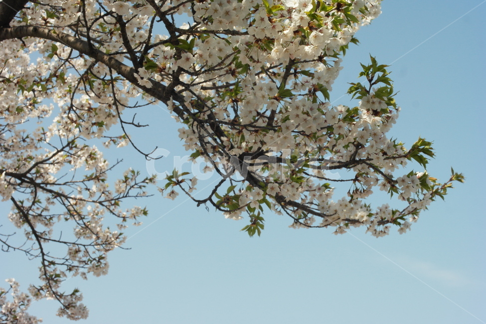 벚꽃,봄,푸른,하늘,푸릇,감성,배경,봄,계절,spring,season,식물,자연,plants,nature,꽃,flower,plant,cherry blossom,blossom