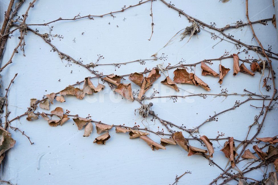 가을,계절,아이비,담쟁이,고착,벽,가을,계절,fall,autumn,season,plant,식물,leaf,잎
