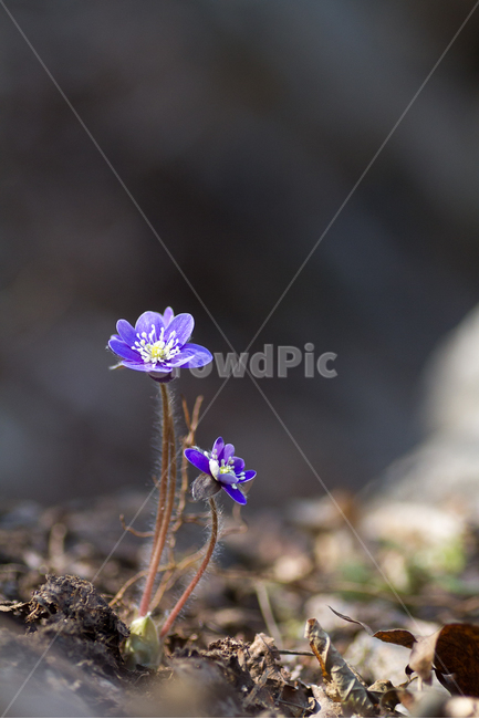청노루귀,야생화,봄,봄꽃,화야산,봄,계절,spring,season,식물,자연,plants,nature,꽃,flower,plant,geranium,제라늄,blossom