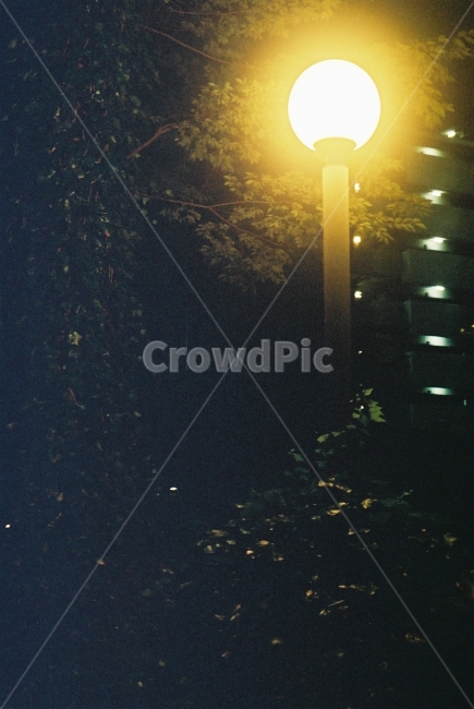 전등,산책,산책길,가로수,가로등,필름,가로수길,야경,밤,풍경,nightscape,night,landscape,감성,sensible,feeling