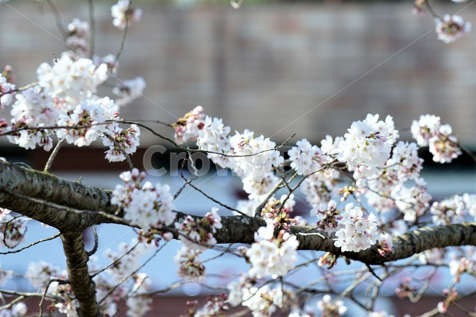 벚꽃,봄,꽃,나무,자연,식물,예쁨,아름다움,하얀색,분홍색,감성,느낌,nature,flower,spring,white,pink,beauty,emotion,feeling,tree,봄,계절,spring,season,꽃,flower,plant,blossom
