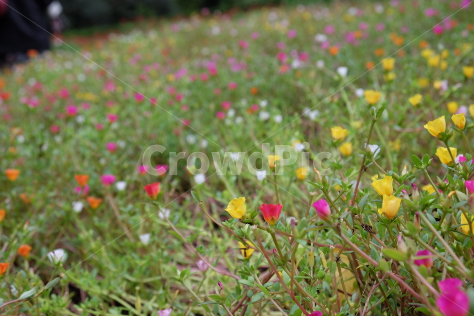 봄,꽃,식물,flower,언덕,봄,계절,spring,season,식물,자연,plants,nature,꽃,flower,plant