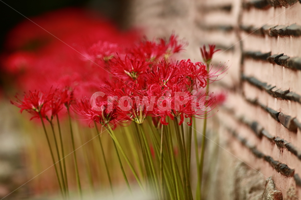 상사화,가을꽃,강한빨강,빨강,항아리,magiclily,식물,자연,plants,nature,꽃,flower