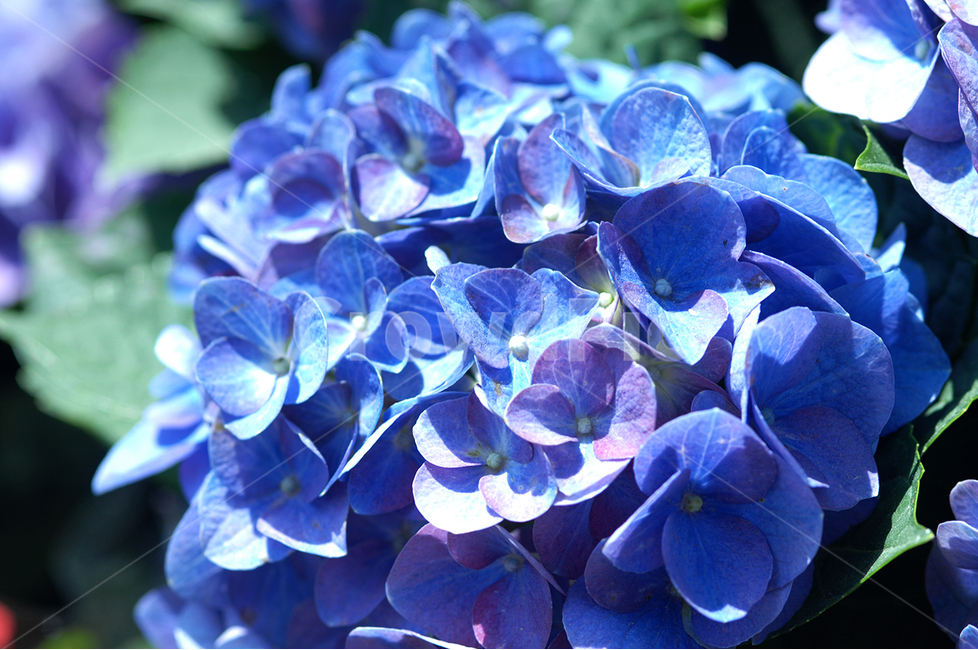 자연,꽃,수국,플라워,뷰티,식물,자연,plants,nature,꽃,flower
