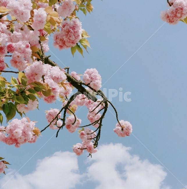 봄,벚꽃,겹벚꽃,spring,감성,감성사진,하늘,맑음,자연,nature,계절,봄,계절,spring,season,식물,자연,plants,nature,꽃,flower,감성,sensible,feeling,plant,blossom,cherry blossom