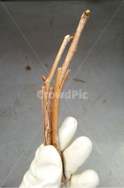 접목,나무,graft,tree,bud