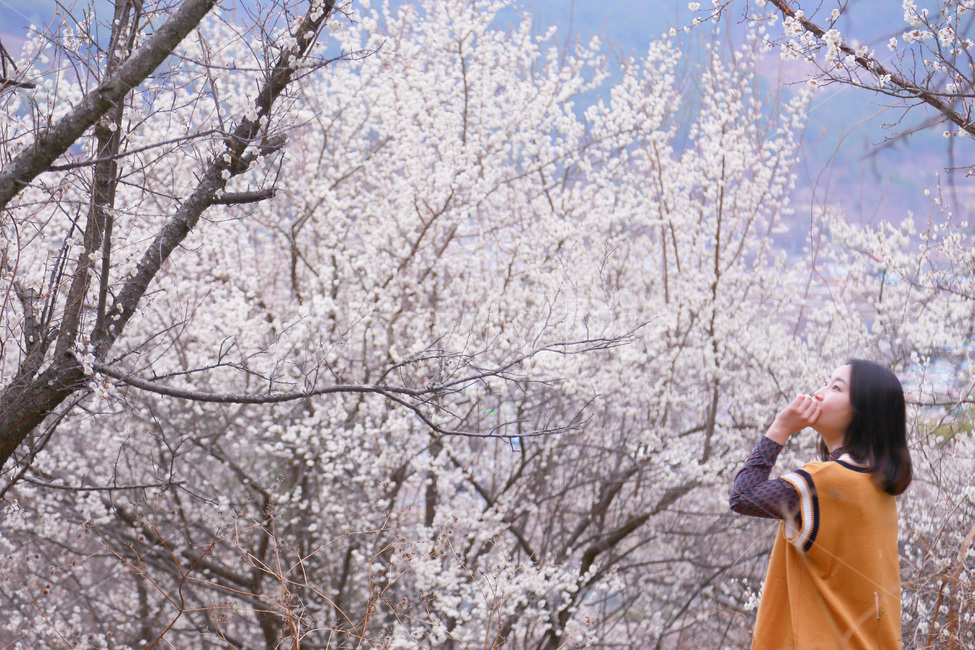매화,매화나무,매화꽃,매화숲,봄꽃,봄맞이,봄마중,꽃밭,나무,식물,꽃잎,spring,flower,wood,forest,봄,계절,spring,season,자연,풍경,nature,landscape,사람,인물,인간,human,person,여성,여자,woman,female,lady,여행,휴가,traveling,vacation,trip,plant,꽃,blossom,cherry blossom,벚꽃