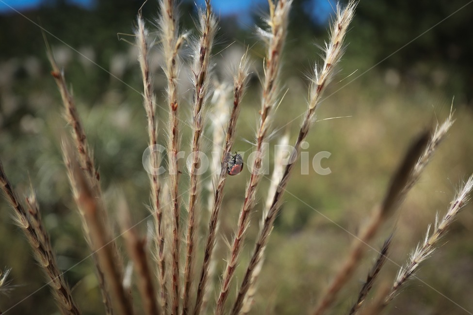 grass,잔디,plant,식물,vegetation,초목,무당벌레,곤충,식물,자연,plants,nature,곤충,벌레,insect,bug
