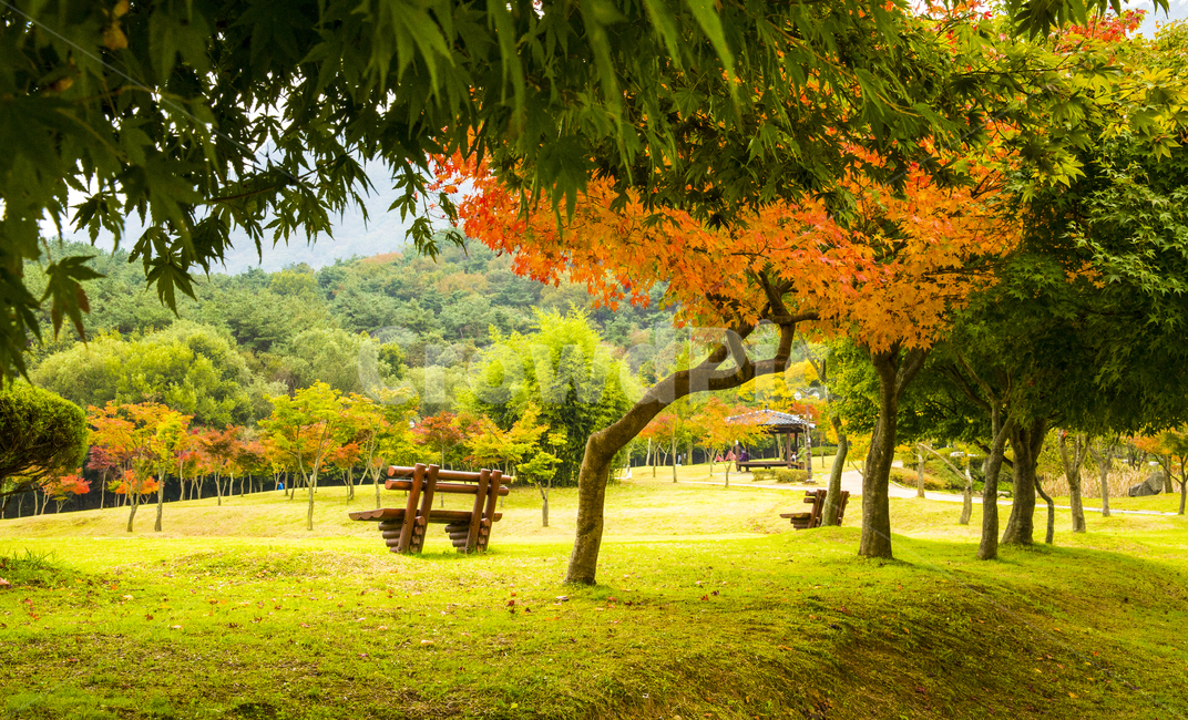 자연,풍경,계절,가을,단풍,단풍철,나무,식물,단풍나무,잎,낙엽,잔디밭,풀밭,공원,벤치,의자,울긋불긋,붉은,붉은단풍,옥외,가을,계절,fall,autumn,season,자연,풍경,nature,landscape,tree,plant