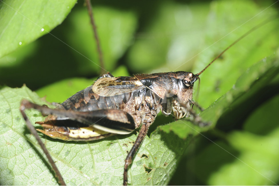 곤충,자연,동물,여름곤충,insect,bug,animal,nature,접사,클로즈업,closeup,곤충,벌레,insect,bug
